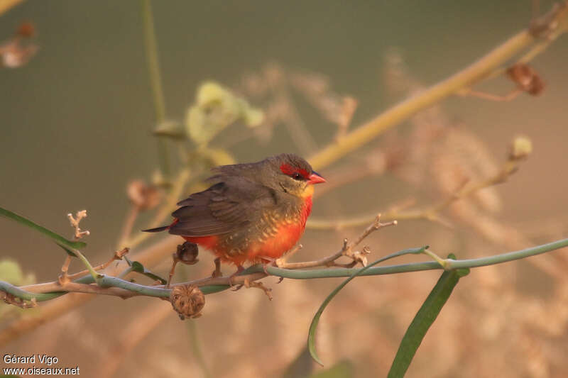 Orange-breasted Waxbill male adult, identification