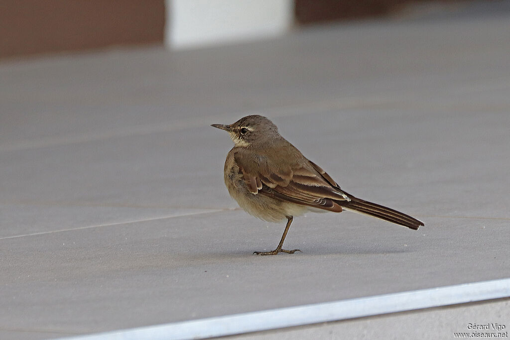 Bergeronnette du Capadulte