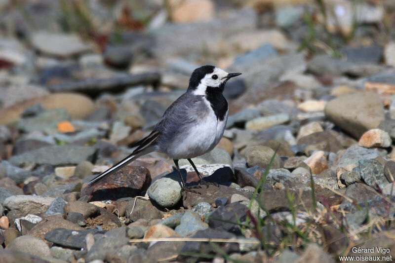 White Wagtailadult