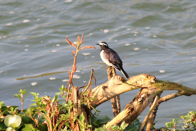 White-browed Wagtailadult