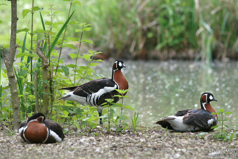 Red-breasted Gooseadult