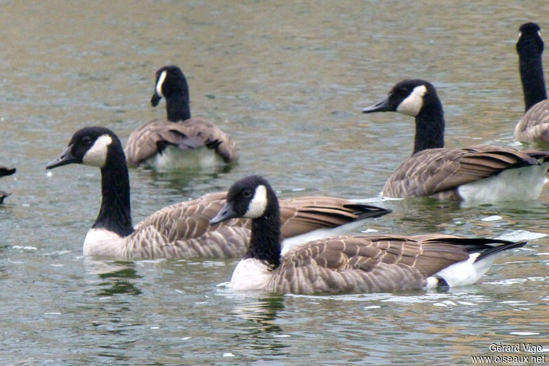 Canada Gooseadult