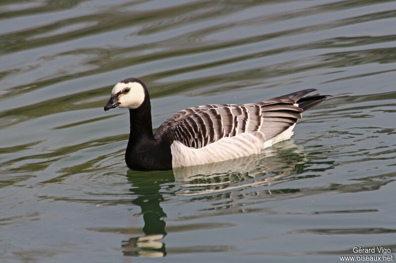 Barnacle Gooseadult