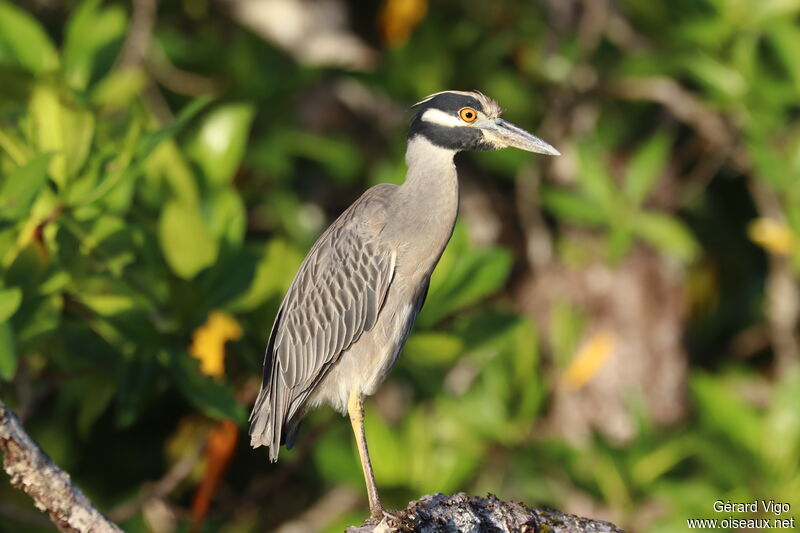 Yellow-crowned Night Heronadult