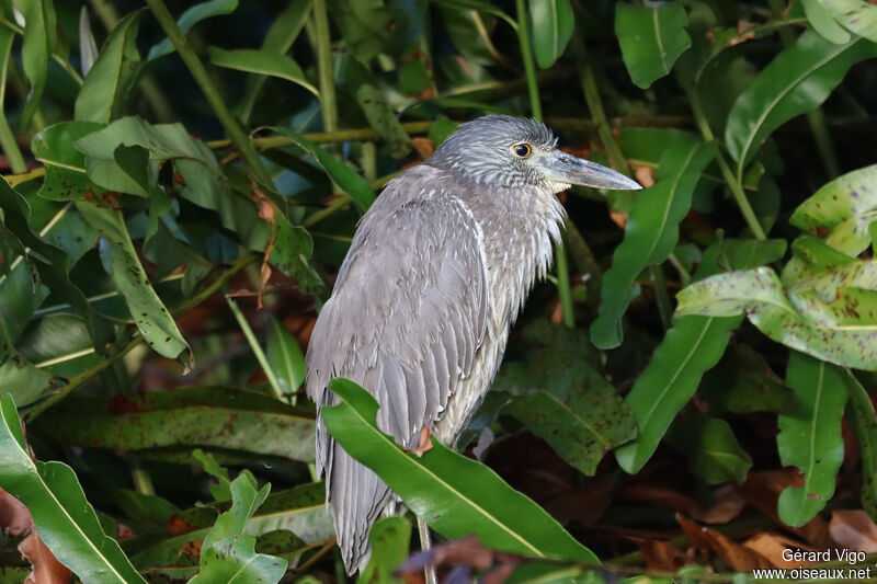 Yellow-crowned Night Heronimmature