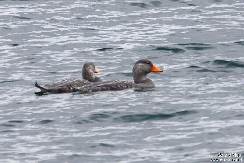 Flying Steamer Duckadult, swimming