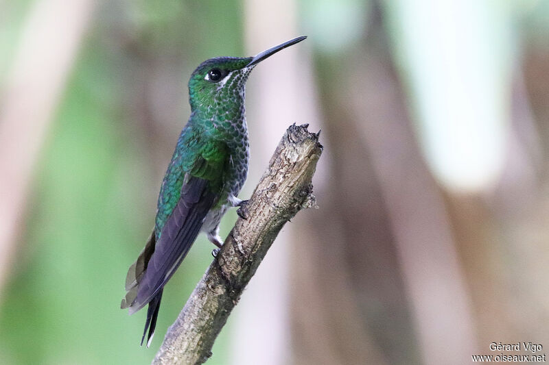 Green-crowned Brilliant female adult