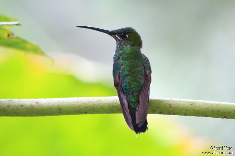 Green-crowned Brilliant female adult