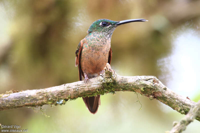 Fawn-breasted Brilliant female adult, identification