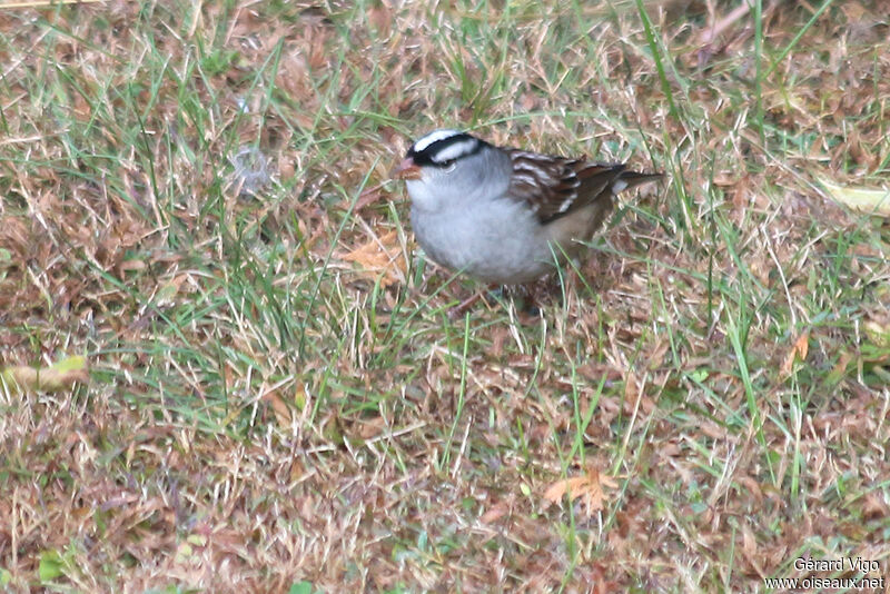 Bruant à couronne blancheadulte