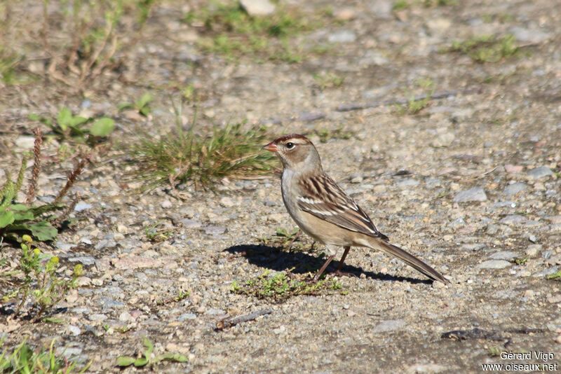 Bruant à couronne blanchejuvénile