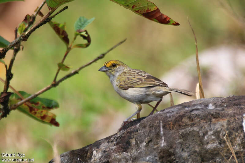 Bruant à front d'oradulte, identification