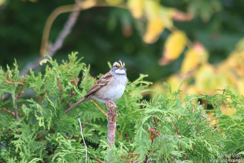 White-throated Sparrowadult