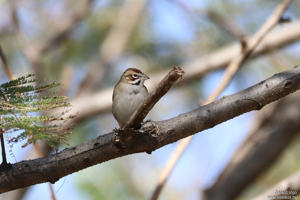 Lark Sparrow