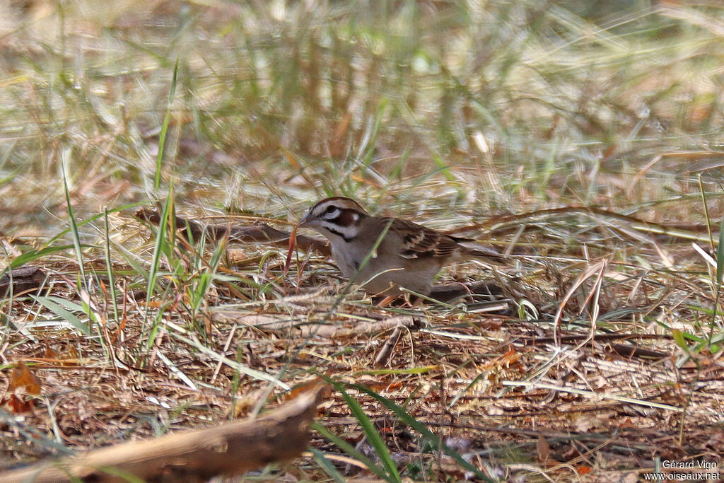 Lark Sparrow