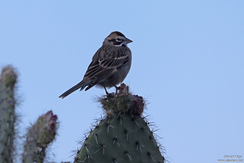 Lark Sparrow