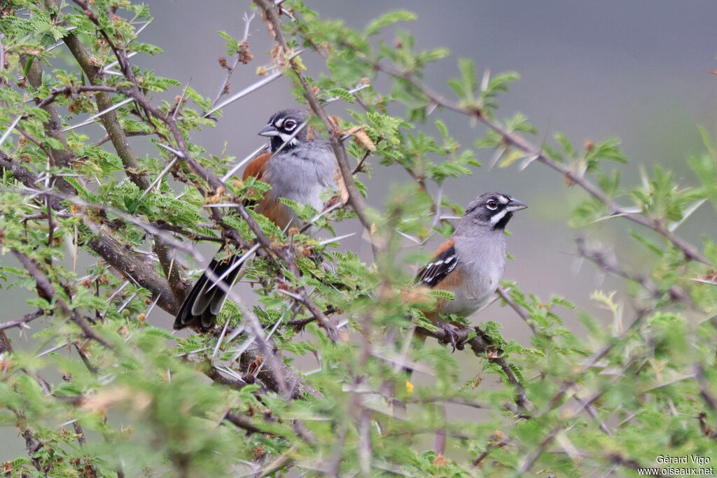 Bruant à moustaches