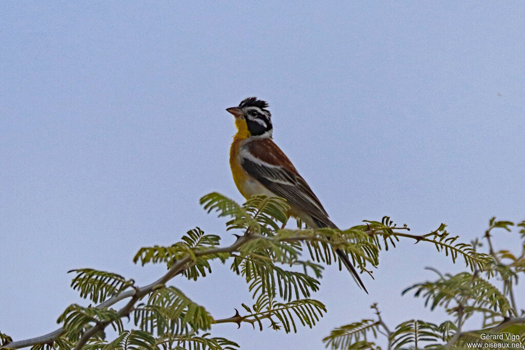 Bruant à poitrine doréeadulte