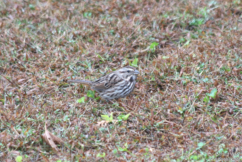 Song Sparrowadult