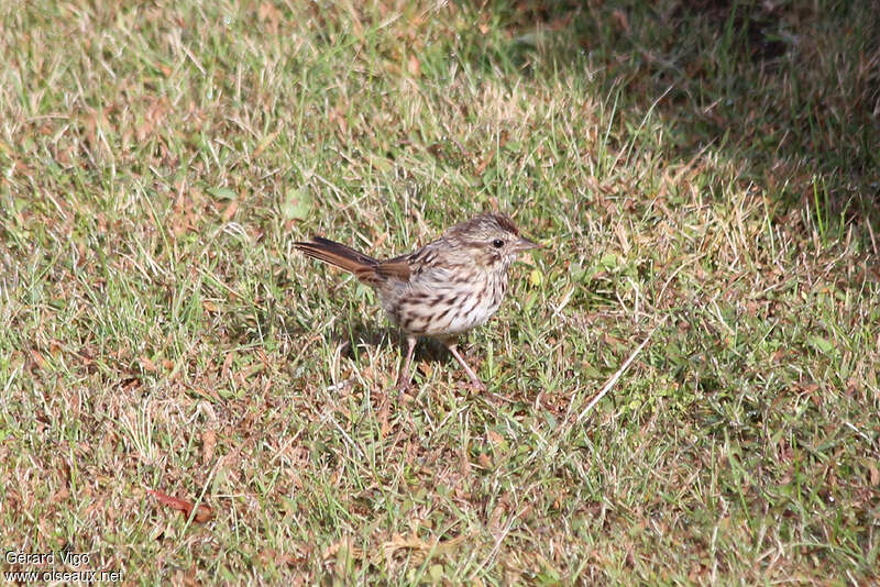 Bruant chanteur1ère année, identification