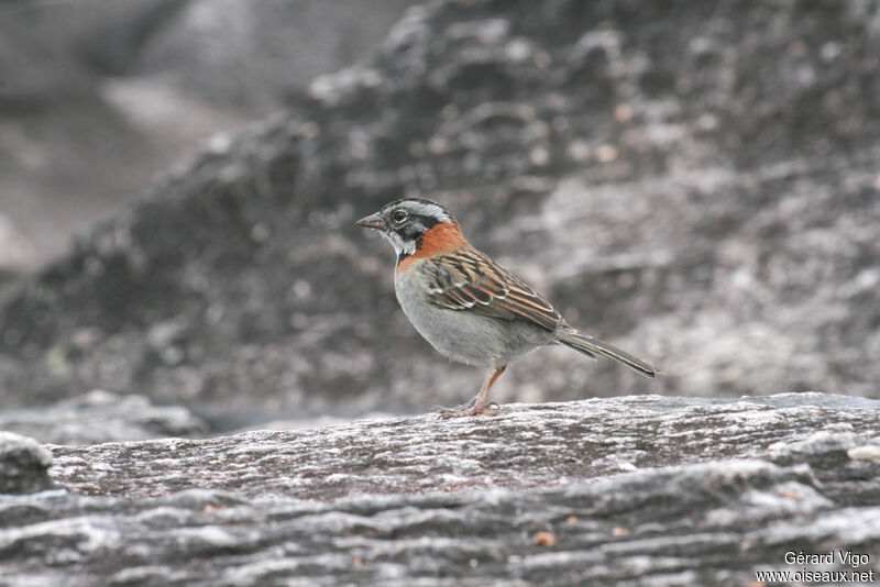 Rufous-collared Sparrowadult