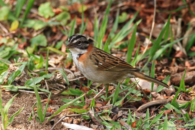 Rufous-collared Sparrowadult