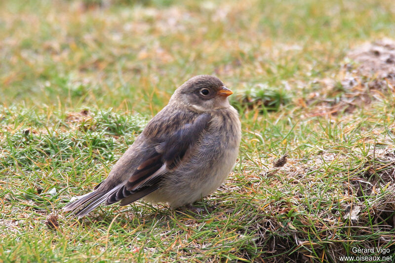 Snow Buntingjuvenile, identification