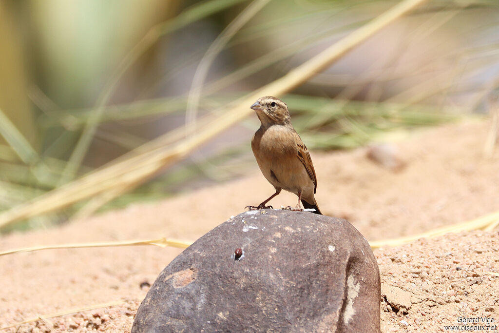 Lark-like Bunting