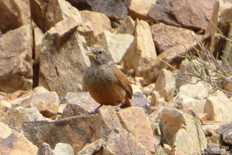 Bruant du Sahara femelle adulte