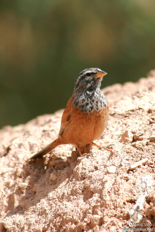 House Bunting male adult