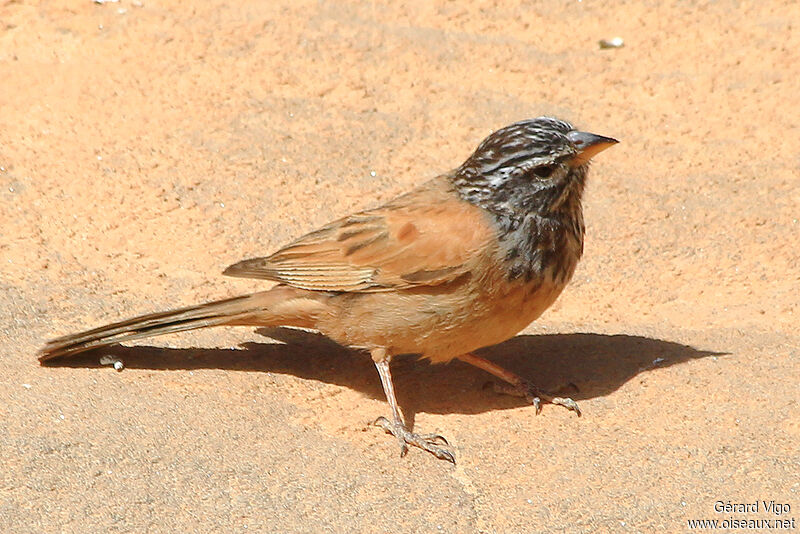 Bruant du Sahara mâle adulte