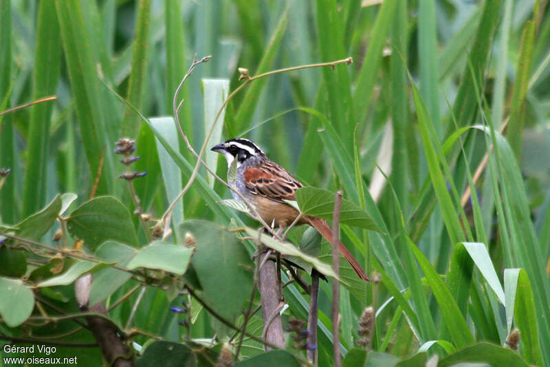 Bruant lignéadulte, habitat, pigmentation