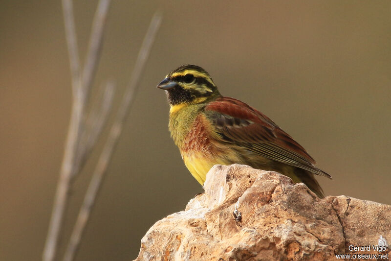 Cirl Bunting male adult breeding