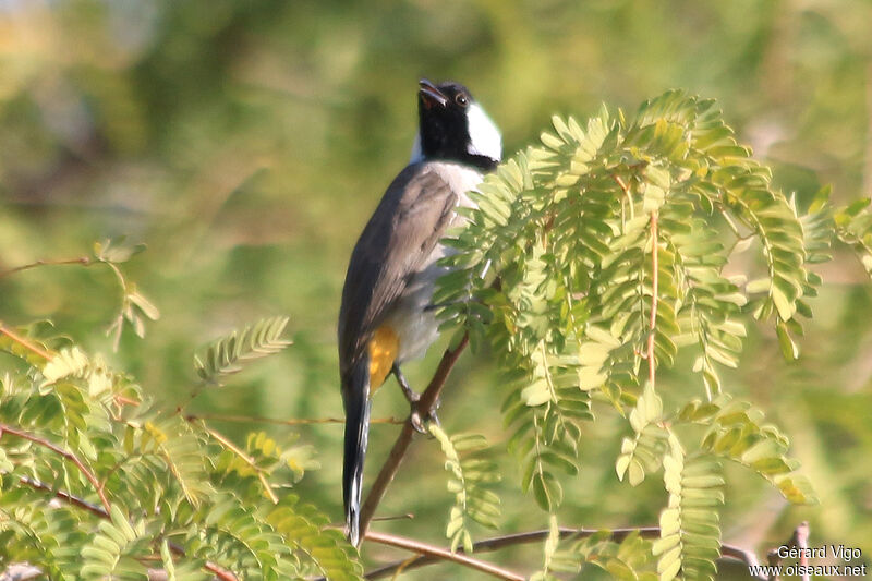 White-eared Bulbuladult