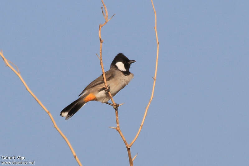 White-eared Bulbuladult, identification