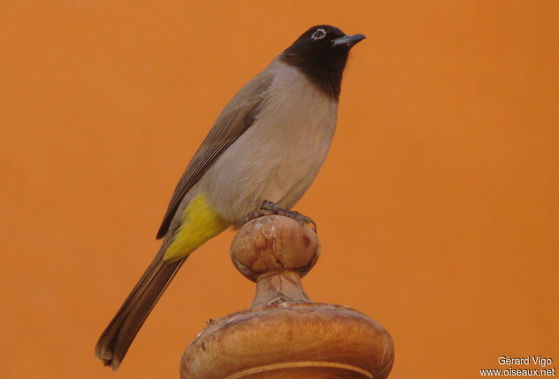 Bulbul d'Arabieadulte