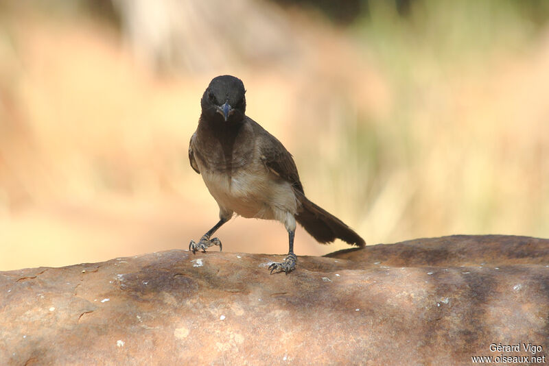 Bulbul des jardinsadulte