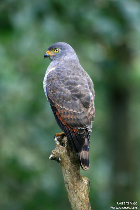 Roadside Hawkadult