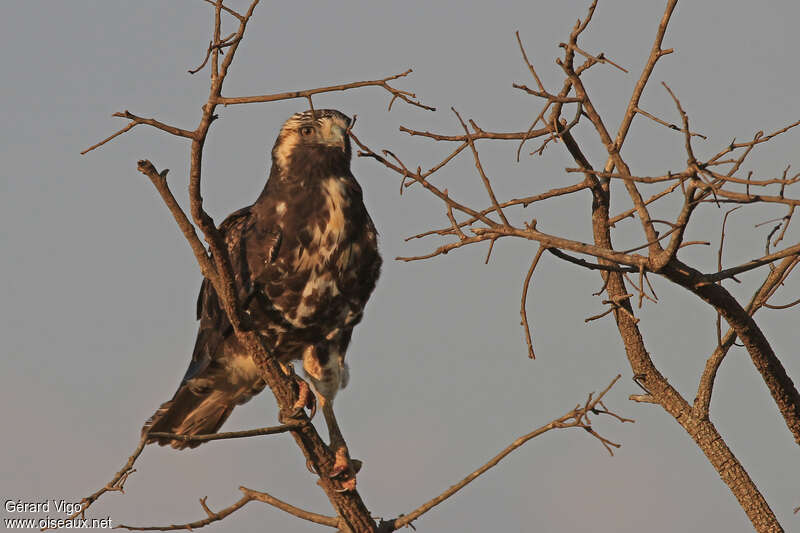 White-tailed Hawkimmature, habitat