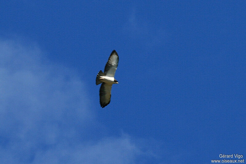 Short-tailed Hawkadult