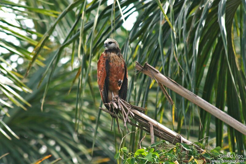 Black-collared Hawkadult