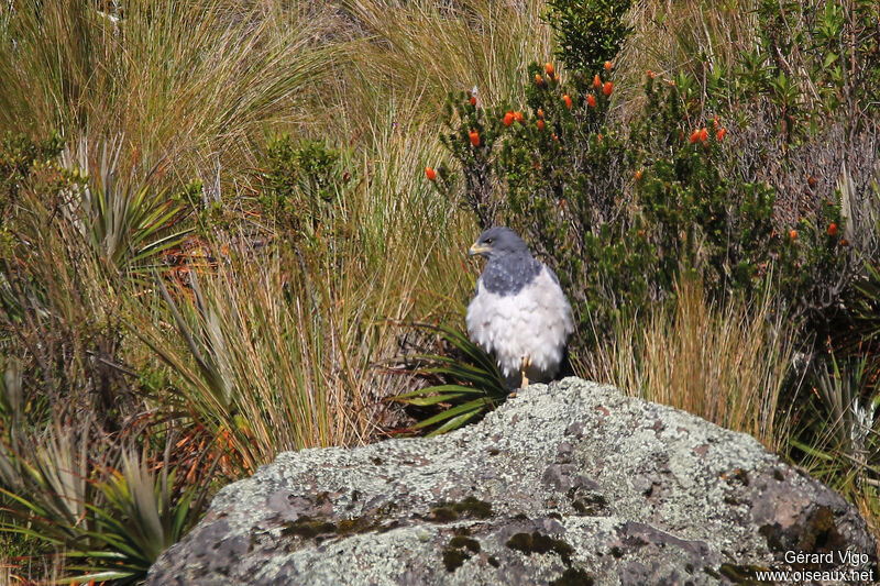 Black-chested Buzzard-Eagleadult