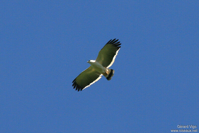 White Hawkadult, Flight