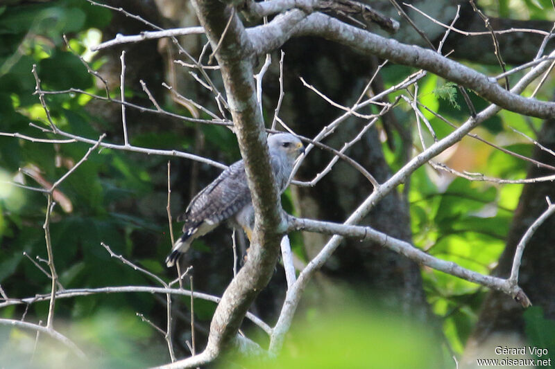 Grey-lined Hawkadult