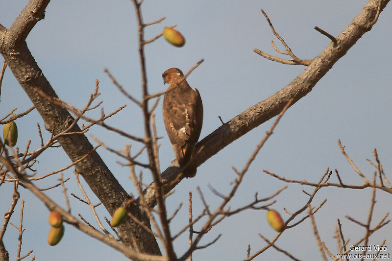 Red-necked Buzzardadult