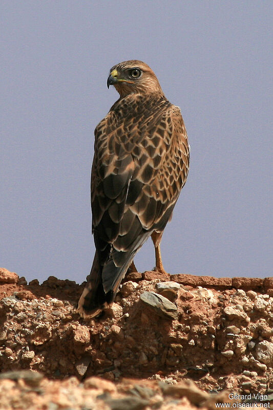 Long-legged Buzzardadult