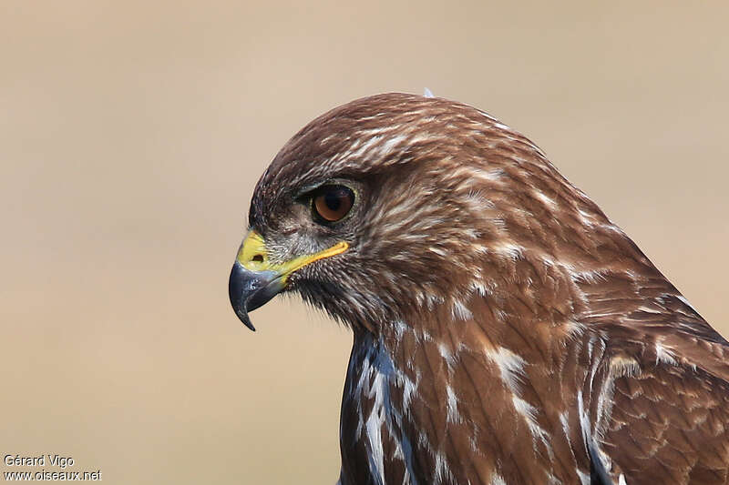 Buse variableadulte, portrait