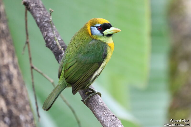 Red-headed Barbet female adult