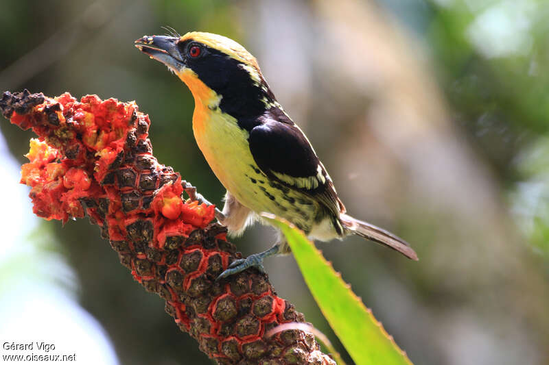 Gilded Barbet male adult, eats