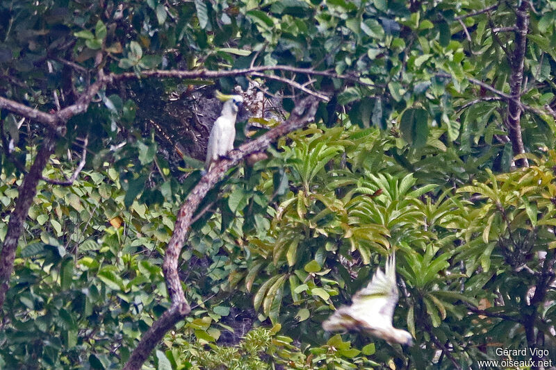 Cacatoès à huppe jauneadulte